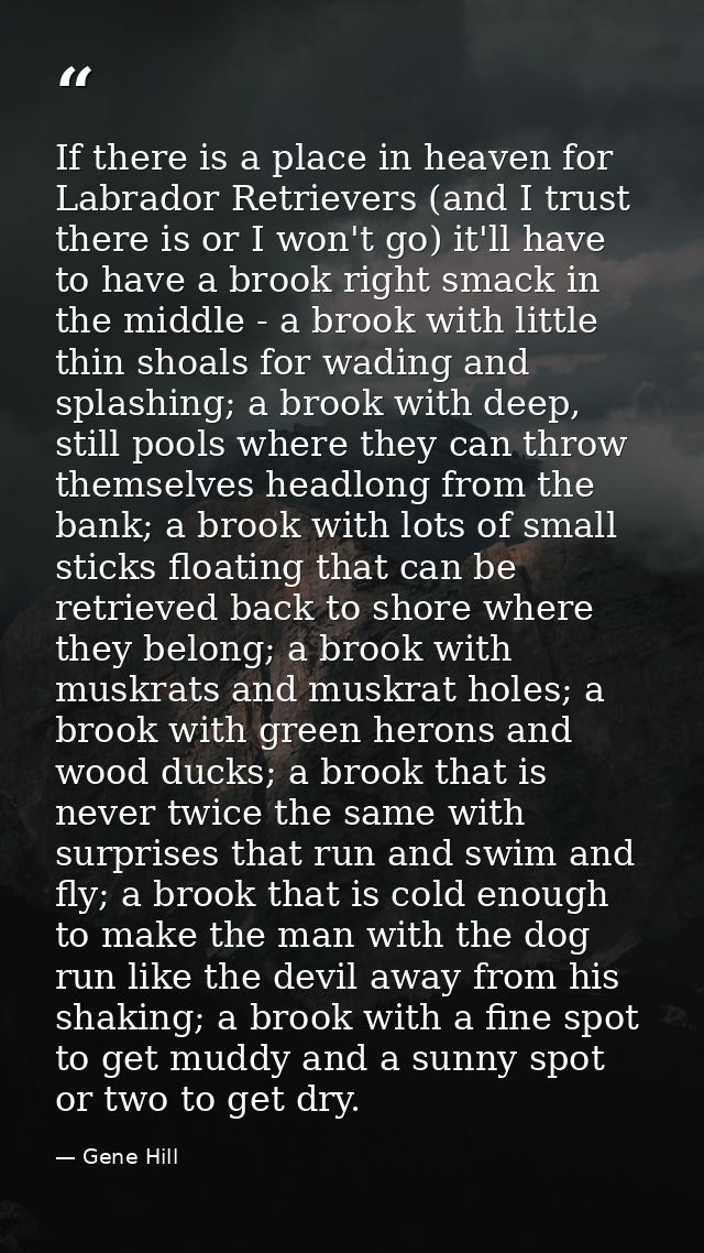 If there is a place in heaven for Labrador Retrievers (and I trust there is or I won't go) it'll have to have a brook ri — Gene Hill