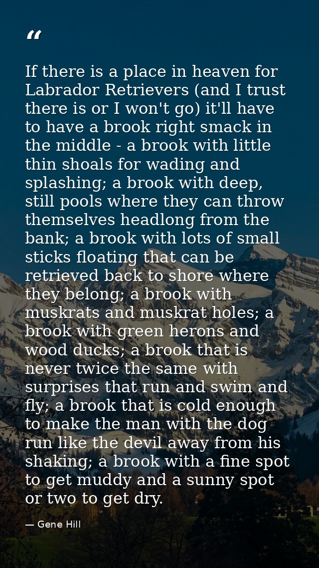 If there is a place in heaven for Labrador Retrievers (and I trust there is or I won't go) it'll have to have a brook ri — Gene Hill