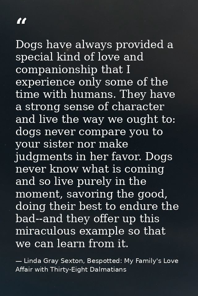 Dogs have always provided a special kind of love and companionship that I experience only some of the time with humans.  — Linda Gray Sexton, Bespotted: My Family's Love Affair with Thirty-Eight Dalmatians