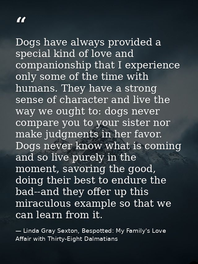 Dogs have always provided a special kind of love and companionship that I experience only some of the time with humans.  — Linda Gray Sexton, Bespotted: My Family's Love Affair with Thirty-Eight Dalmatians