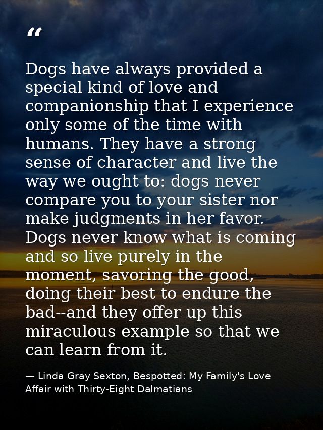 Dogs have always provided a special kind of love and companionship that I experience only some of the time with humans.  — Linda Gray Sexton, Bespotted: My Family's Love Affair with Thirty-Eight Dalmatians