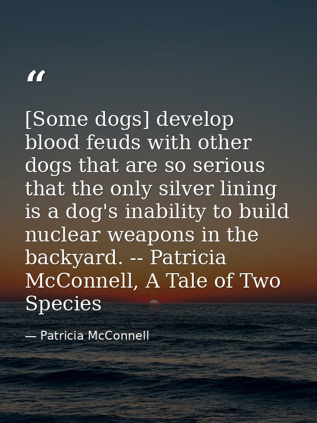 [Some dogs] develop blood feuds with other dogs that are so serious that the only silver lining is a dog's inability to  — Patricia McConnell