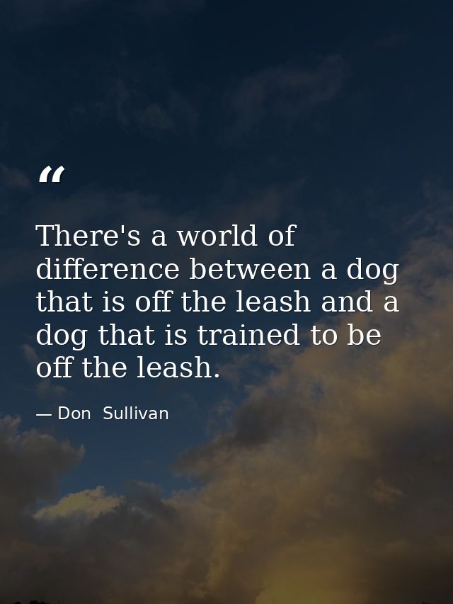 There's a world of difference between a dog that is off the leash and a dog that is trained to be off the leash. — Don  Sullivan