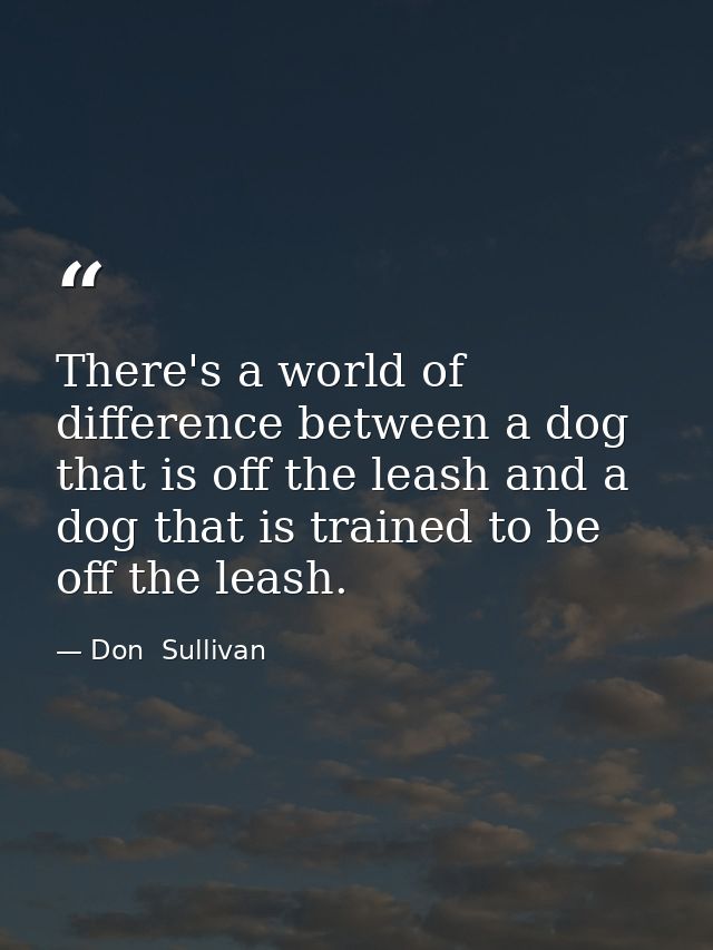 There's a world of difference between a dog that is off the leash and a dog that is trained to be off the leash. — Don  Sullivan