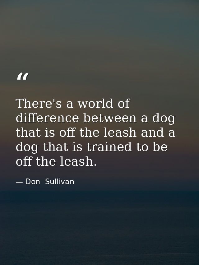 There's a world of difference between a dog that is off the leash and a dog that is trained to be off the leash. — Don  Sullivan