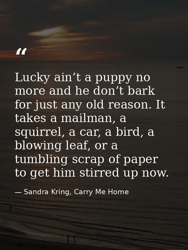 Lucky ain’t a puppy no more and he don’t bark for just any old reason. It takes a mailman, a squirrel, a car, a bird, a  — Sandra Kring, Carry Me Home