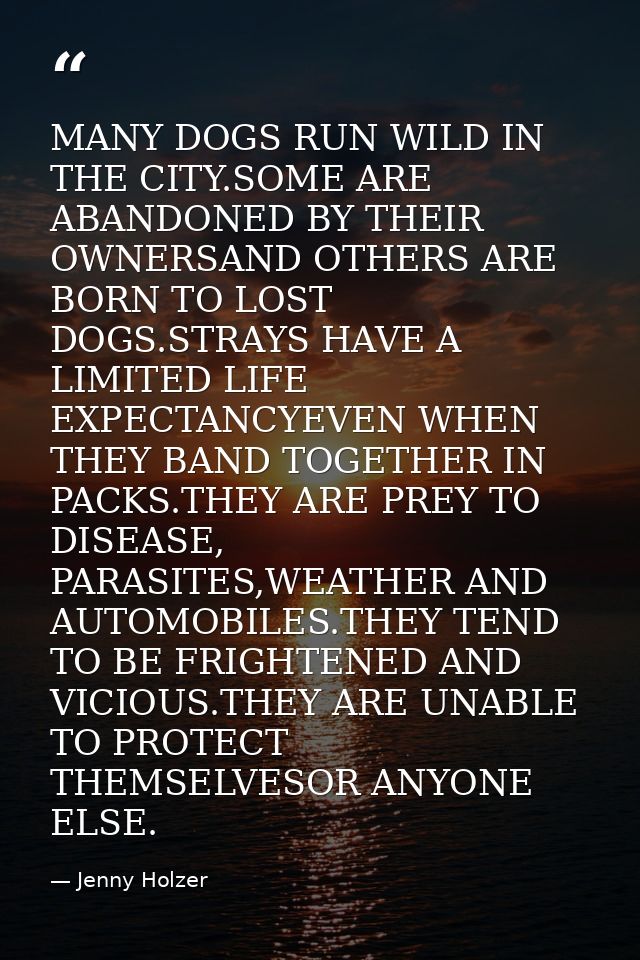 MANY DOGS RUN WILD IN THE CITY.SOME ARE ABANDONED BY THEIR OWNERSAND OTHERS ARE BORN TO LOST DOGS.STRAYS HAVE A LIMITED  — Jenny Holzer