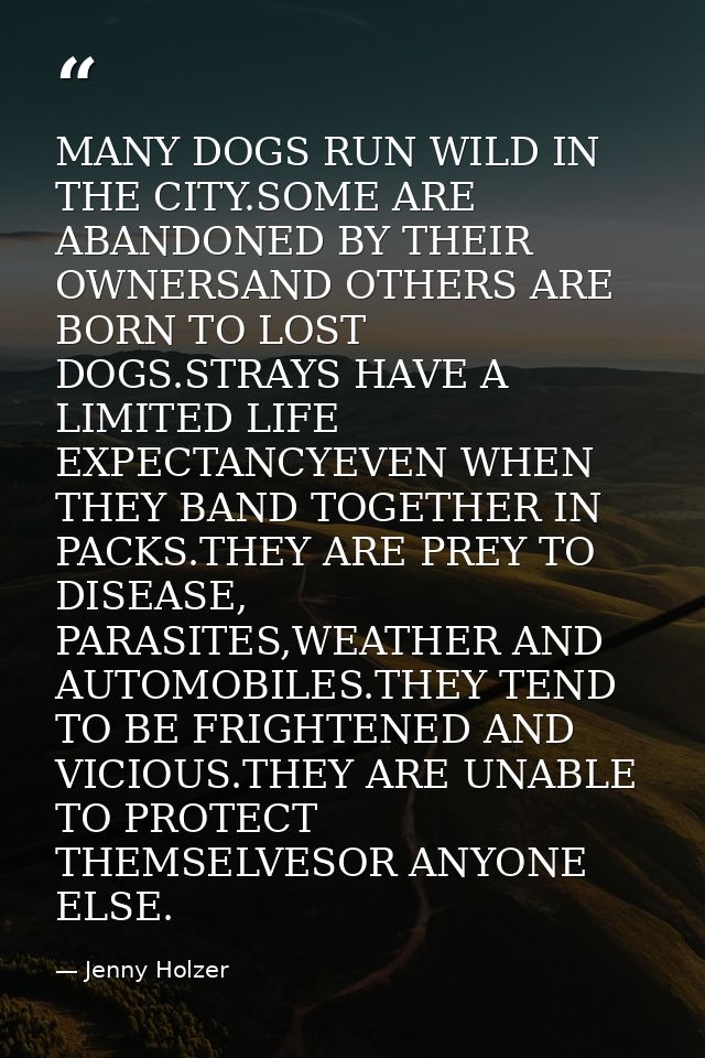 MANY DOGS RUN WILD IN THE CITY.SOME ARE ABANDONED BY THEIR OWNERSAND OTHERS ARE BORN TO LOST DOGS.STRAYS HAVE A LIMITED  — Jenny Holzer