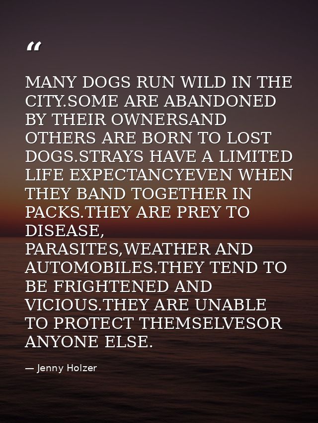 MANY DOGS RUN WILD IN THE CITY.SOME ARE ABANDONED BY THEIR OWNERSAND OTHERS ARE BORN TO LOST DOGS.STRAYS HAVE A LIMITED  — Jenny Holzer