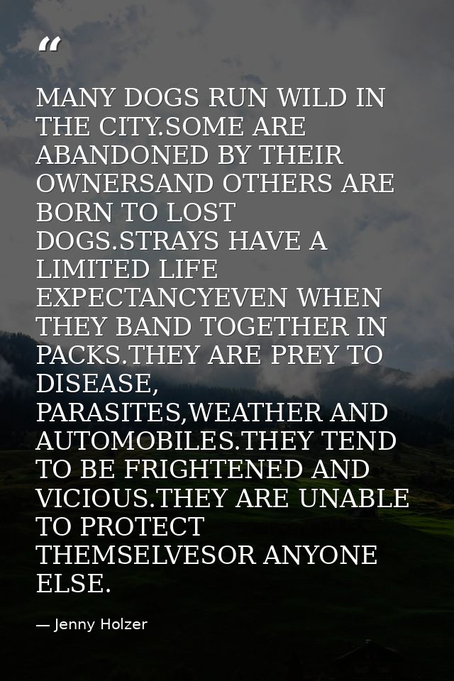MANY DOGS RUN WILD IN THE CITY.SOME ARE ABANDONED BY THEIR OWNERSAND OTHERS ARE BORN TO LOST DOGS.STRAYS HAVE A LIMITED  — Jenny Holzer