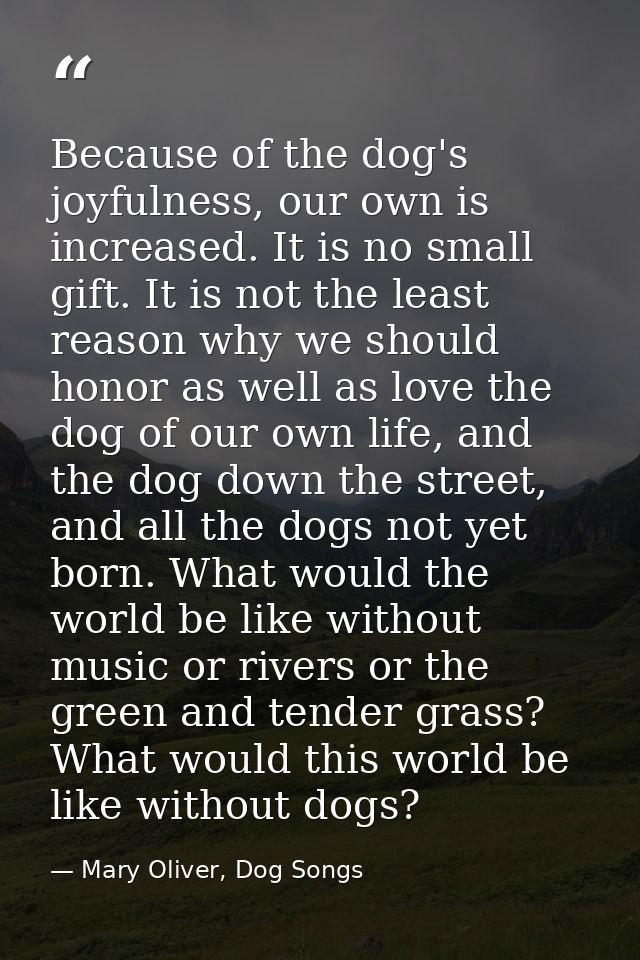 Because of the dog's joyfulness, our own is increased. It is no small gift. It is not the least reason why we should hon — Mary Oliver, Dog Songs