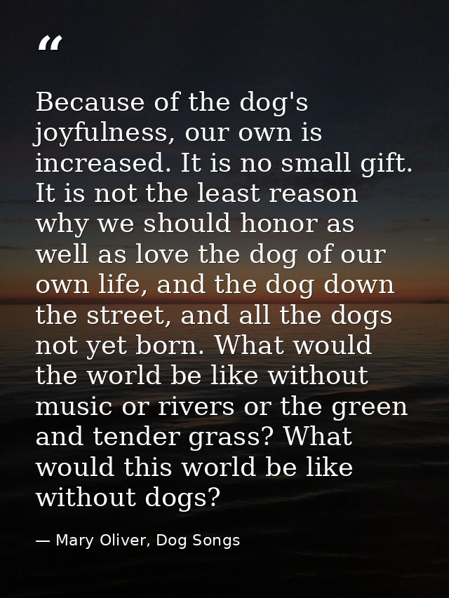 Because of the dog's joyfulness, our own is increased. It is no small gift. It is not the least reason why we should hon — Mary Oliver, Dog Songs