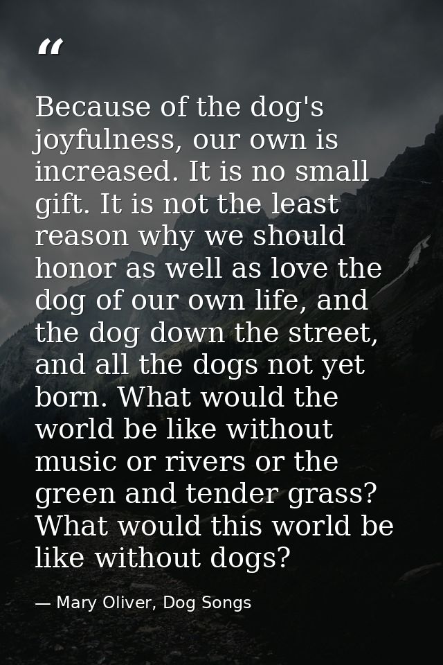 Because of the dog's joyfulness, our own is increased. It is no small gift. It is not the least reason why we should hon — Mary Oliver, Dog Songs