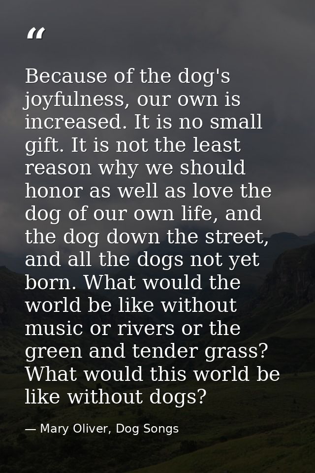 Because of the dog's joyfulness, our own is increased. It is no small gift. It is not the least reason why we should hon — Mary Oliver, Dog Songs
