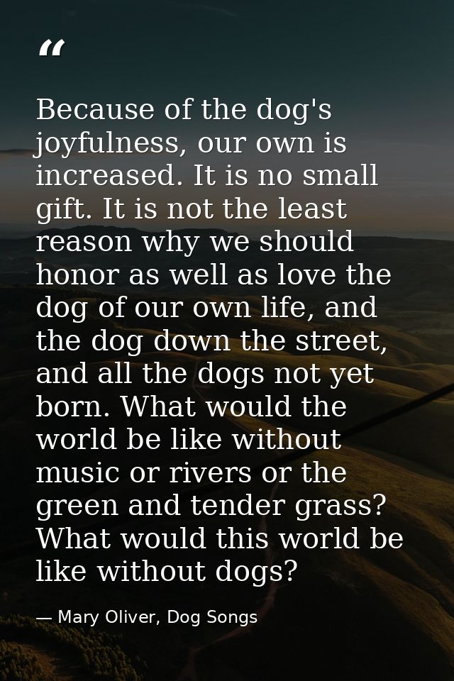 Because of the dog's joyfulness, our own is increased. It is no small gift. It is not the least reason why we should hon — Mary Oliver, Dog Songs