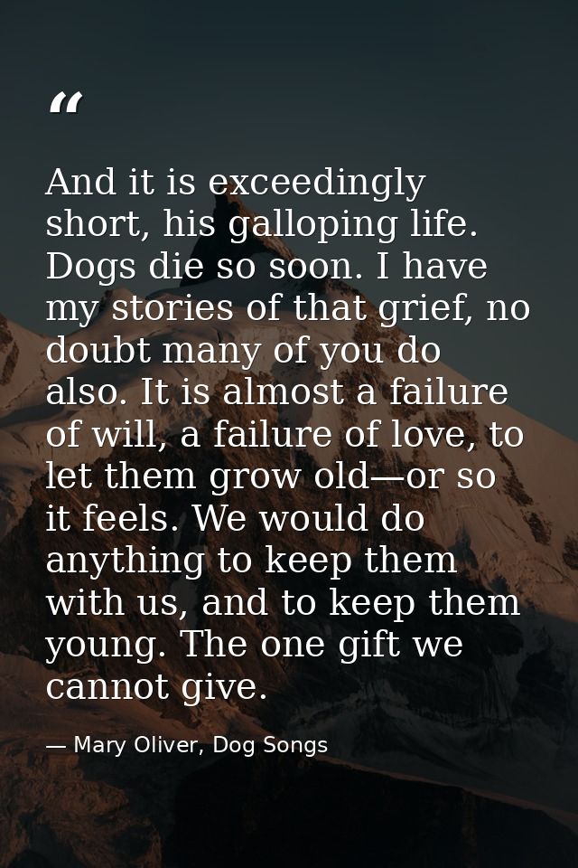And it is exceedingly short, his galloping life. Dogs die so soon. I have my stories of that grief, no doubt many of you — Mary Oliver, Dog Songs