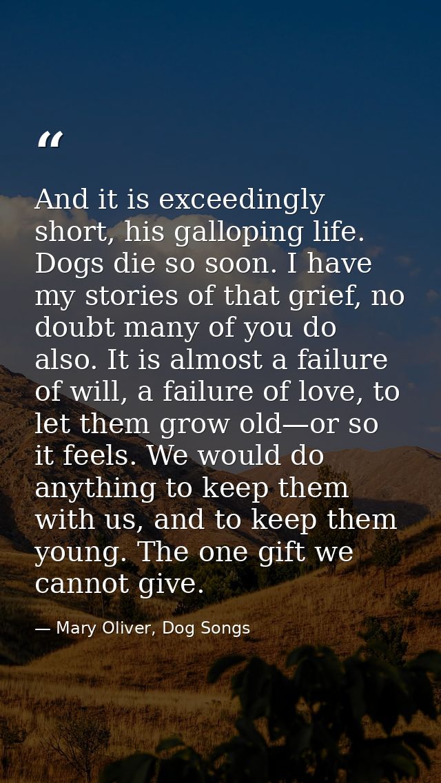 And it is exceedingly short, his galloping life. Dogs die so soon. I have my stories of that grief, no doubt many of you — Mary Oliver, Dog Songs