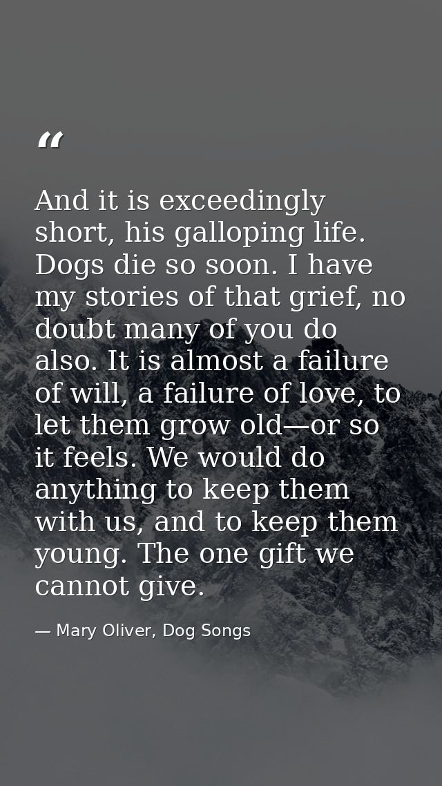 And it is exceedingly short, his galloping life. Dogs die so soon. I have my stories of that grief, no doubt many of you — Mary Oliver, Dog Songs