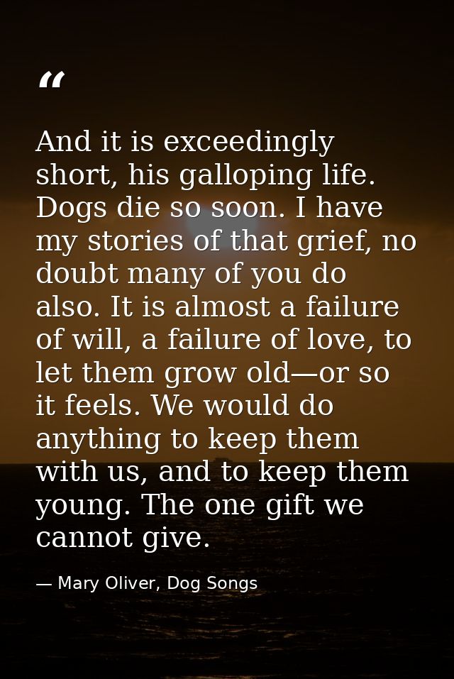 And it is exceedingly short, his galloping life. Dogs die so soon. I have my stories of that grief, no doubt many of you — Mary Oliver, Dog Songs