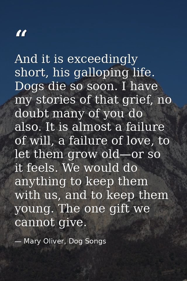 And it is exceedingly short, his galloping life. Dogs die so soon. I have my stories of that grief, no doubt many of you — Mary Oliver, Dog Songs