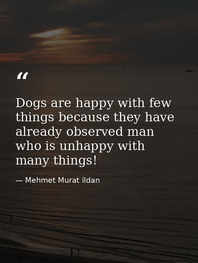 Dogs are happy with few things because they have already observed man who is unhappy with many things! — Mehmet Murat ildan