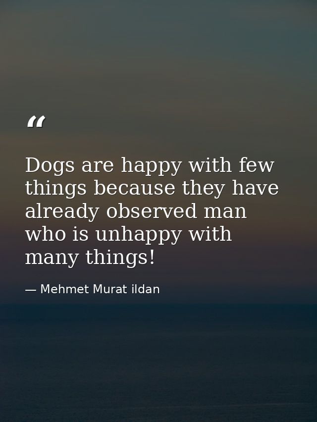 Dogs are happy with few things because they have already observed man who is unhappy with many things! — Mehmet Murat ildan