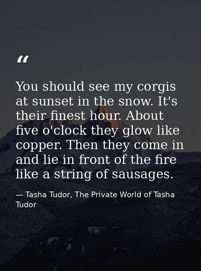 You should see my corgis at sunset in the snow. It's their finest hour. About five o'clock they glow like copper. Then t — Tasha Tudor, The Private World of Tasha Tudor