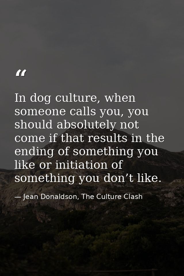 In dog culture, when someone calls you, you should absolutely not come if that results in the ending of something you li — Jean Donaldson, The Culture Clash