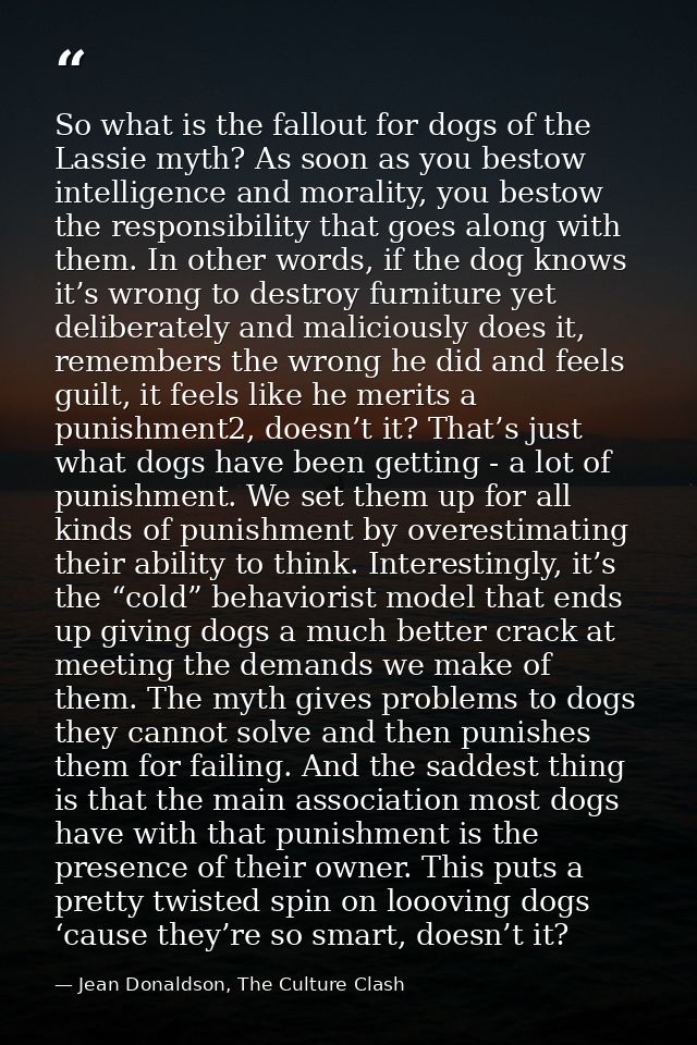 So what is the fallout for dogs of the Lassie myth? As soon as you bestow intelligence and morality, you bestow the resp — Jean Donaldson, The Culture Clash