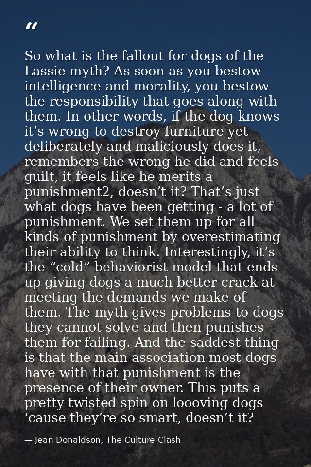 So what is the fallout for dogs of the Lassie myth? As soon as you bestow intelligence and morality, you bestow the resp — Jean Donaldson, The Culture Clash