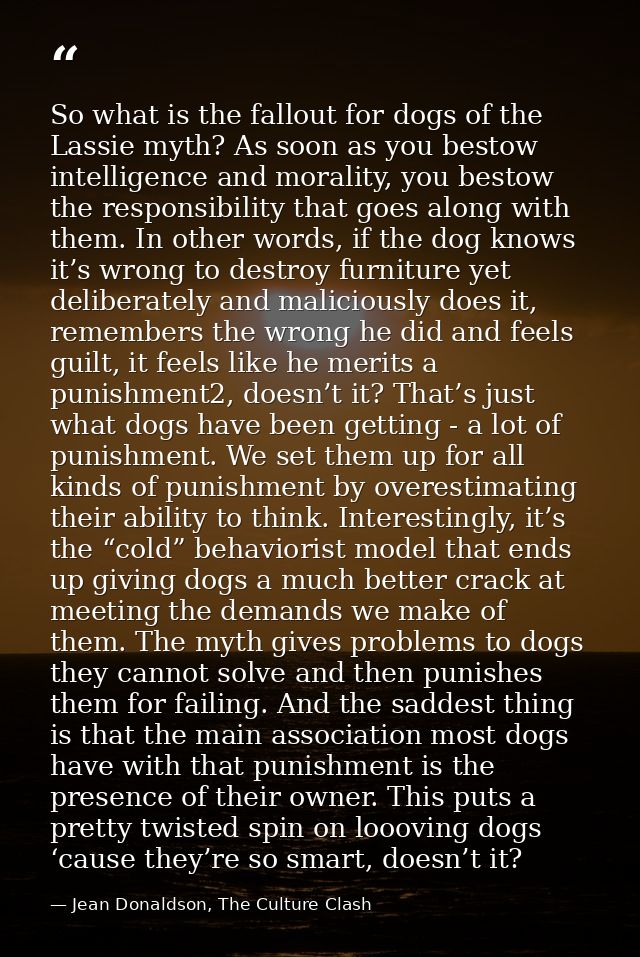 So what is the fallout for dogs of the Lassie myth? As soon as you bestow intelligence and morality, you bestow the resp — Jean Donaldson, The Culture Clash
