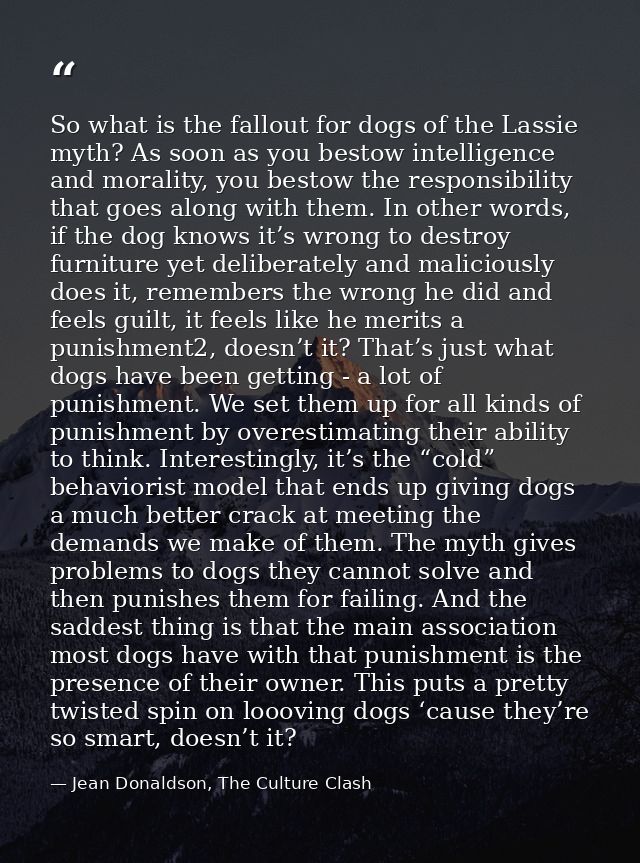 So what is the fallout for dogs of the Lassie myth? As soon as you bestow intelligence and morality, you bestow the resp — Jean Donaldson, The Culture Clash