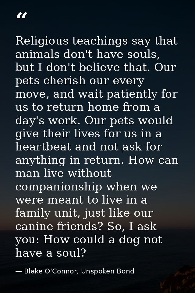 Religious teachings say that animals don't have souls, but I don't believe that. Our pets cherish our every move, and wa — Blake O'Connor, Unspoken Bond