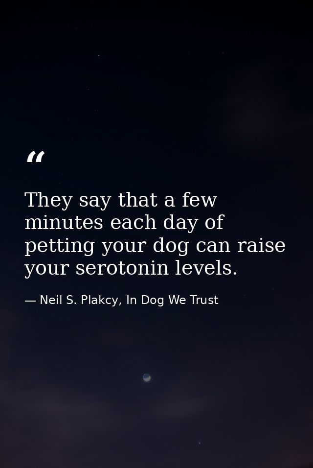 They say that a few minutes each day of petting your dog can raise your serotonin levels. — Neil S. Plakcy, In Dog We Trust