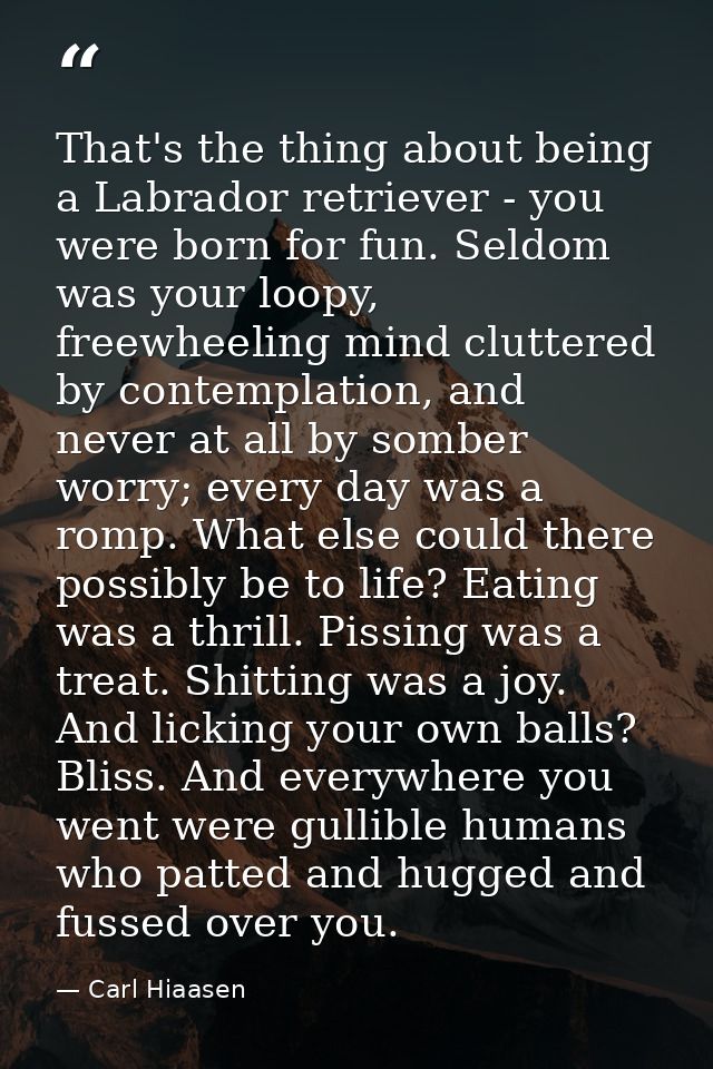 That's the thing about being a Labrador retriever - you were born for fun. Seldom was your loopy, freewheeling mind clut — Carl Hiaasen