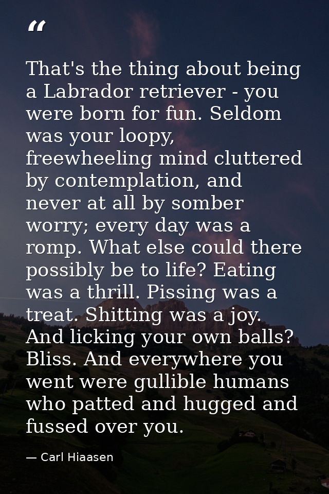 That's the thing about being a Labrador retriever - you were born for fun. Seldom was your loopy, freewheeling mind clut — Carl Hiaasen