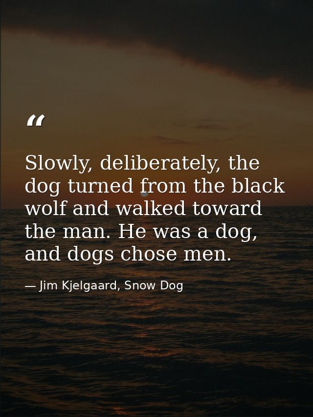 Slowly, deliberately, the dog turned from the black wolf and walked toward the man. He was a dog, and dogs chose men. — Jim Kjelgaard, Snow Dog