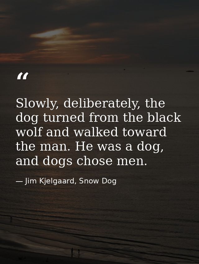 Slowly, deliberately, the dog turned from the black wolf and walked toward the man. He was a dog, and dogs chose men. — Jim Kjelgaard, Snow Dog