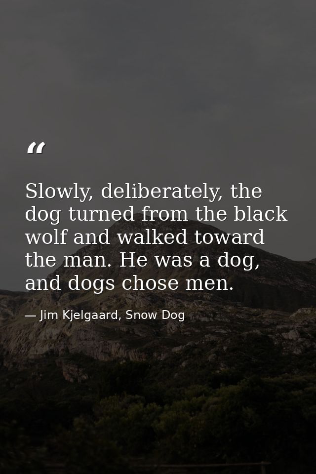 Slowly, deliberately, the dog turned from the black wolf and walked toward the man. He was a dog, and dogs chose men. — Jim Kjelgaard, Snow Dog