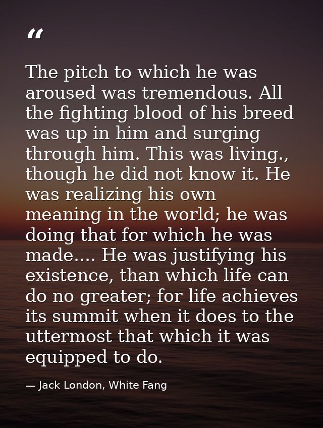 The pitch to which he was aroused was tremendous. All the fighting blood of his breed was up in him and surging through  — Jack London, White Fang