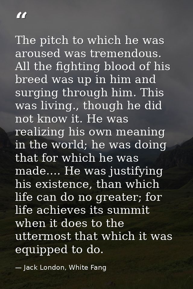 The pitch to which he was aroused was tremendous. All the fighting blood of his breed was up in him and surging through  — Jack London, White Fang