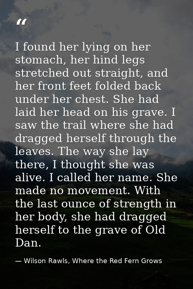 I found her lying on her stomach, her hind legs stretched out straight, and her front feet folded back under her chest.  — Wilson Rawls, Where the Red Fern Grows