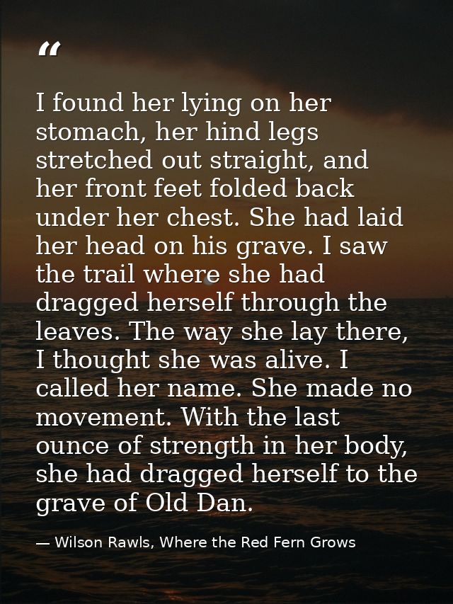I found her lying on her stomach, her hind legs stretched out straight, and her front feet folded back under her chest.  — Wilson Rawls, Where the Red Fern Grows