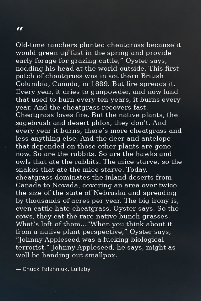 Old-time ranchers planted cheatgrass because it would green up fast in the spring and provide early forage for grazing c — Chuck Palahniuk, Lullaby