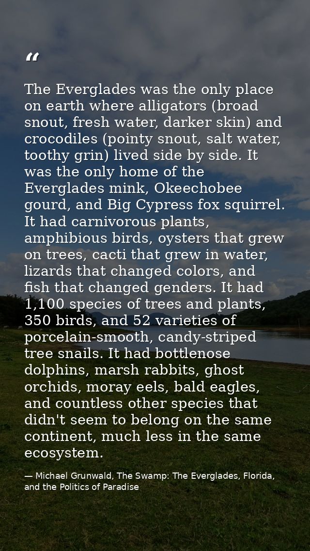 The Everglades was the only place on earth where alligators (broad snout, fresh water, darker skin) and crocodiles (poin — Michael Grunwald, The Swamp: The Everglades, Florida, and the Politics of Paradise
