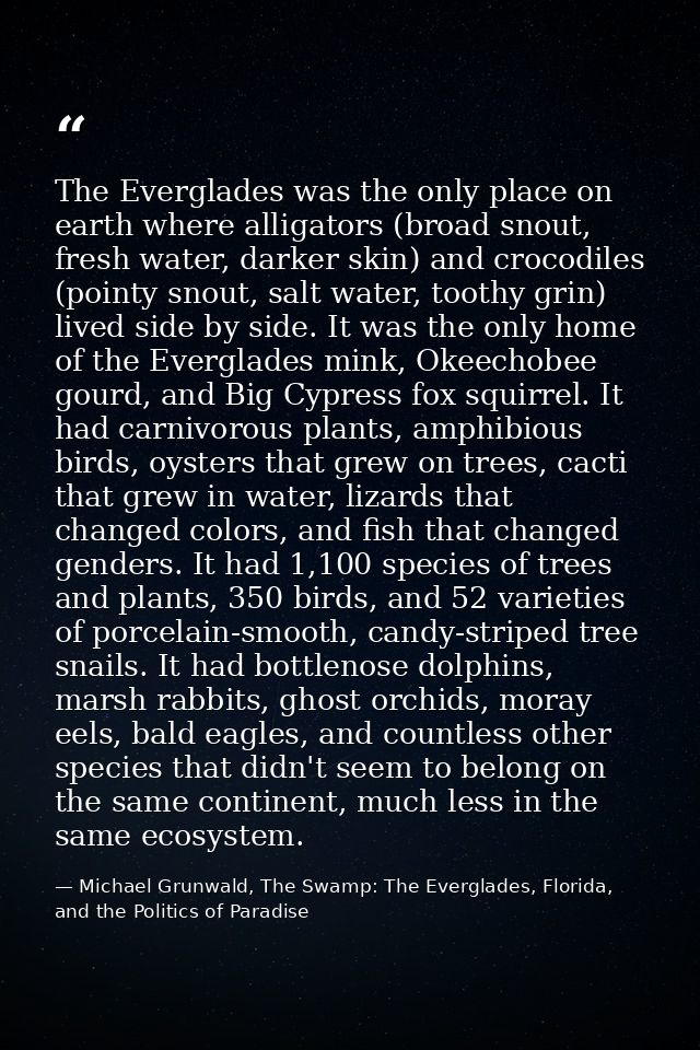 The Everglades was the only place on earth where alligators (broad snout, fresh water, darker skin) and crocodiles (poin — Michael Grunwald, The Swamp: The Everglades, Florida, and the Politics of Paradise