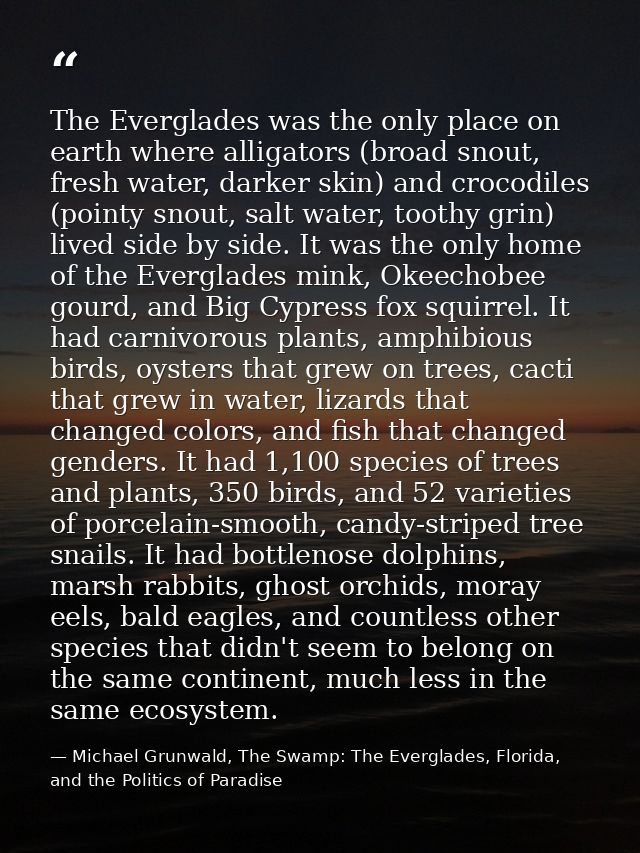 The Everglades was the only place on earth where alligators (broad snout, fresh water, darker skin) and crocodiles (poin — Michael Grunwald, The Swamp: The Everglades, Florida, and the Politics of Paradise