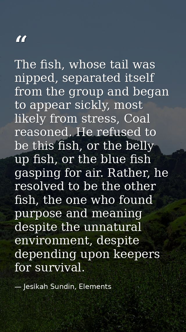 The fish, whose tail was nipped, separated itself from the group and began to appear sickly, most likely from stress, Co — Jesikah Sundin, Elements