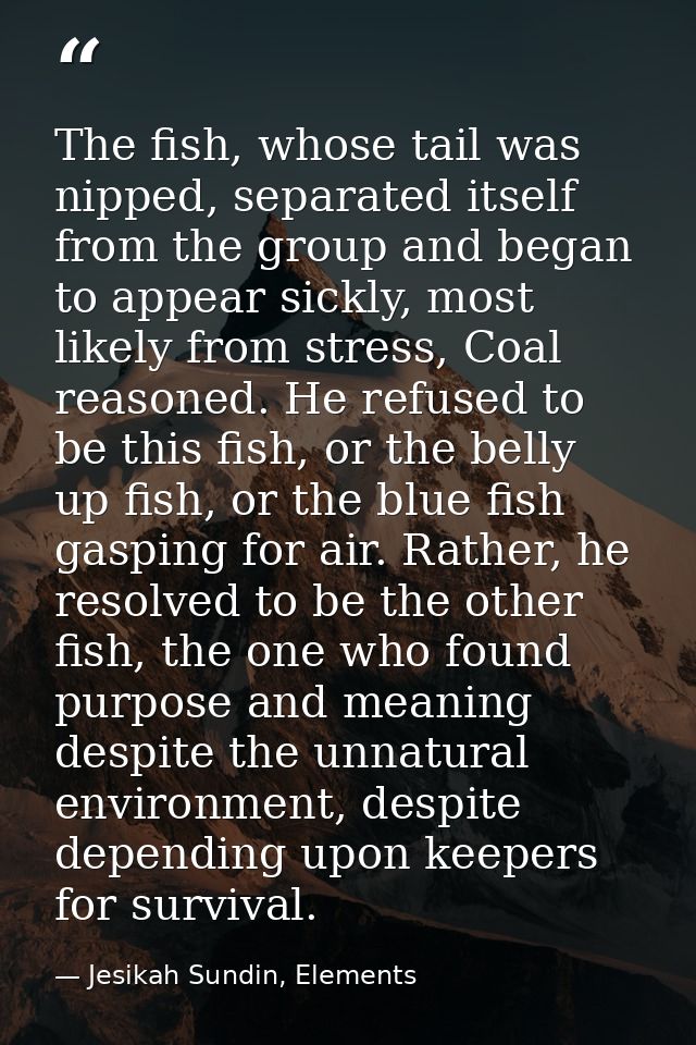The fish, whose tail was nipped, separated itself from the group and began to appear sickly, most likely from stress, Co — Jesikah Sundin, Elements