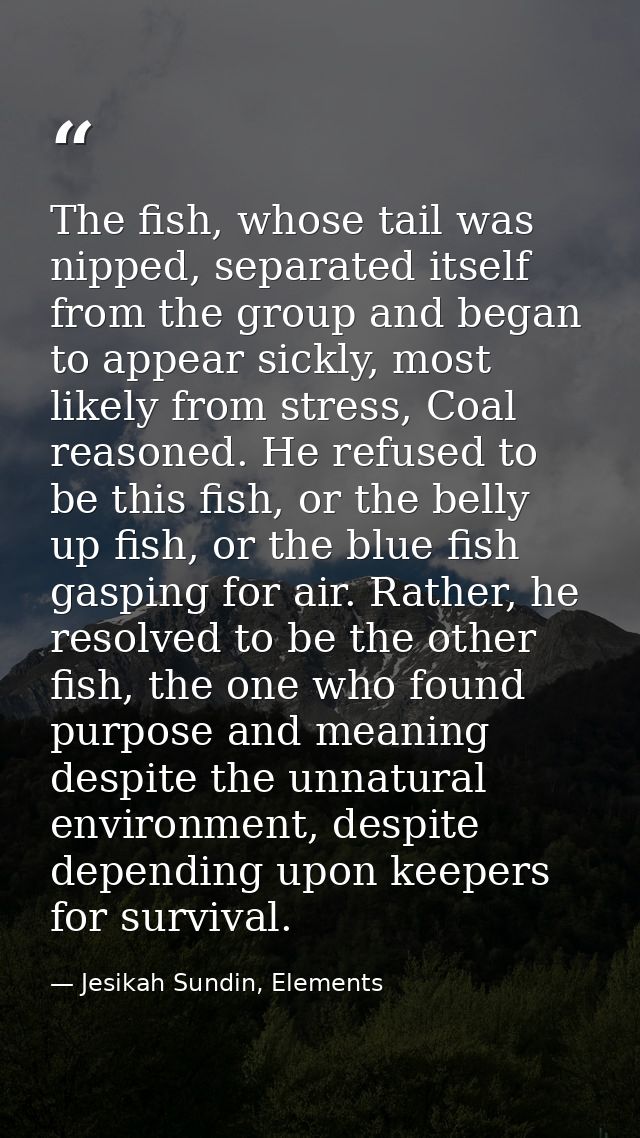 The fish, whose tail was nipped, separated itself from the group and began to appear sickly, most likely from stress, Co — Jesikah Sundin, Elements